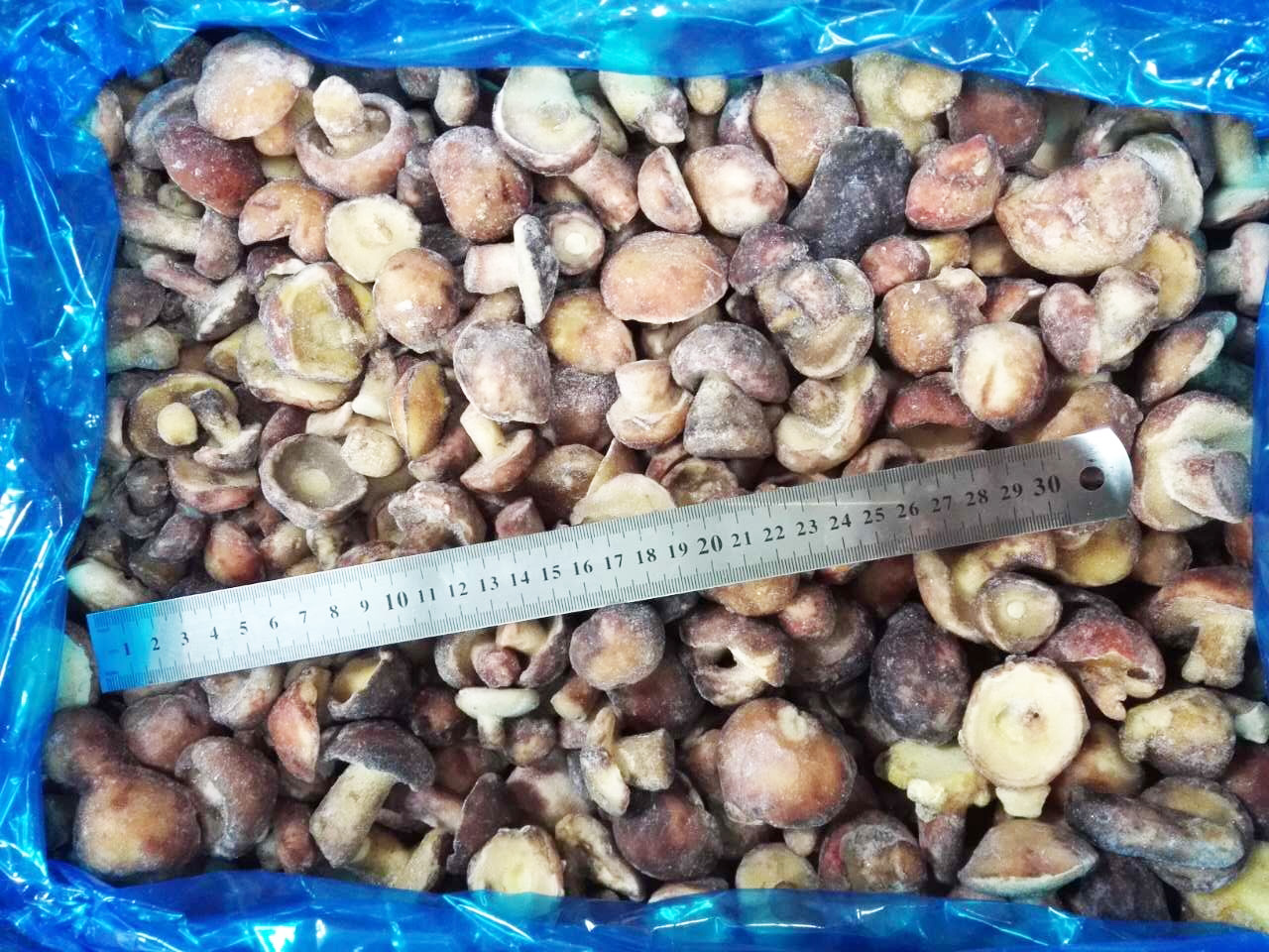 Suillus Granulatus whole 2-4cm