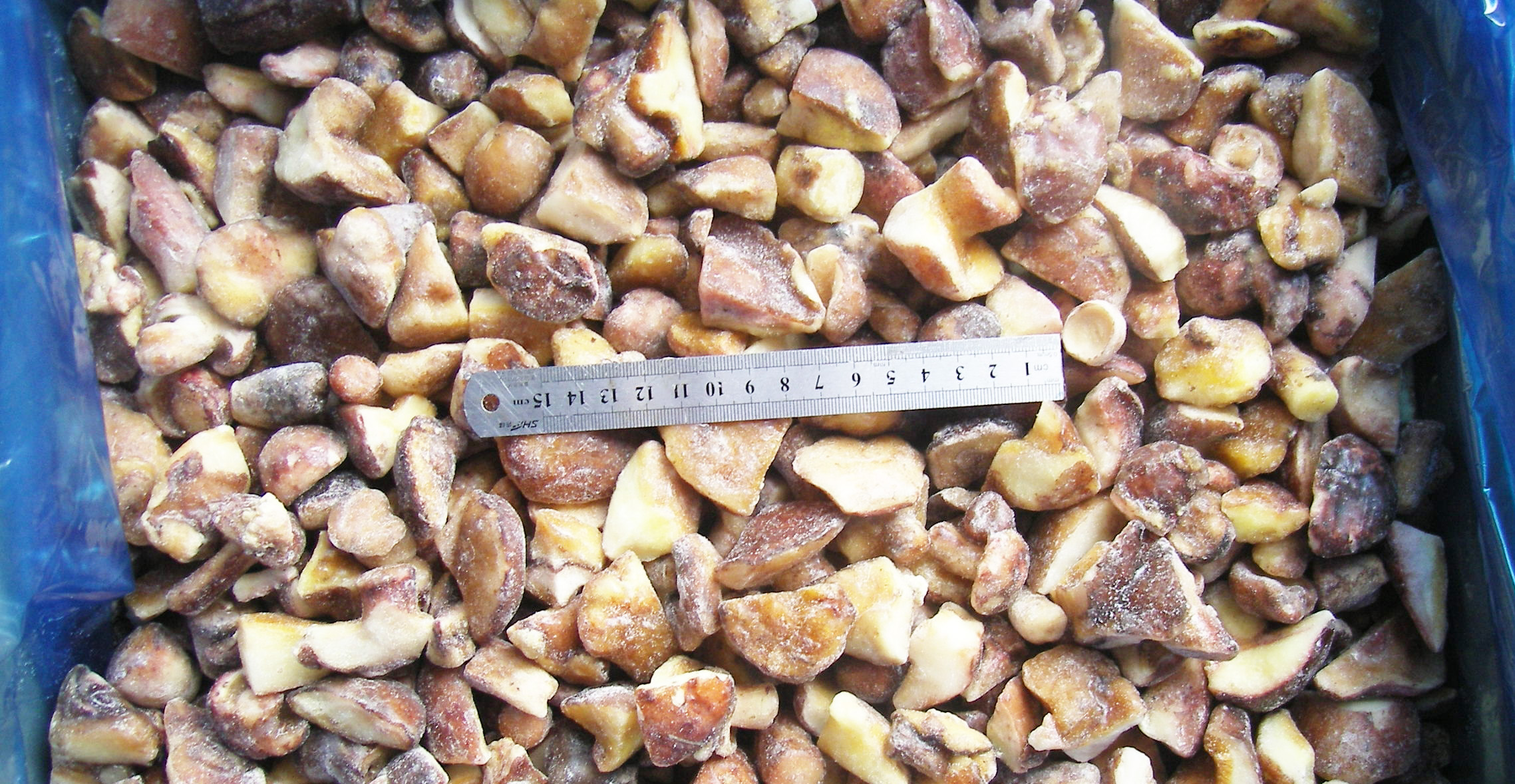 Suillus Granulatus cubes
